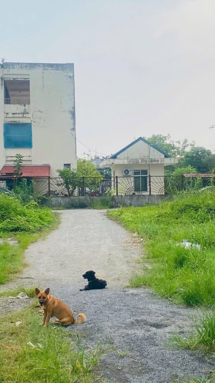 Đất đấu giá 55.5m² tại An Mỹ, Phú Xuyên chỉ 1 tỷ - Cơ hội đầu tư lý tưởng!