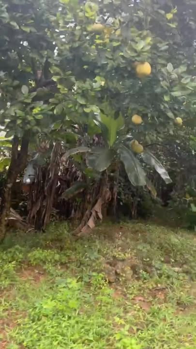 Đất trang trại Tiên Hội, Đại Từ 7.000m² - Phù hợp làm nghỉ dưỡng!