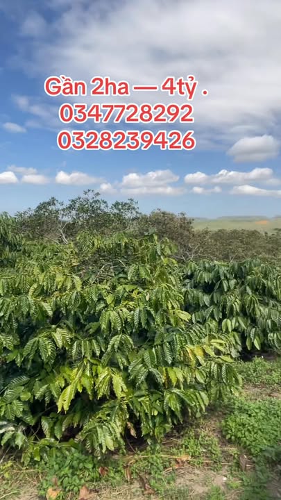 Farm Ea Ral, Ea H'Leo 20.000m² giá 4 tỷ - Đầu tư sinh lời ngay!