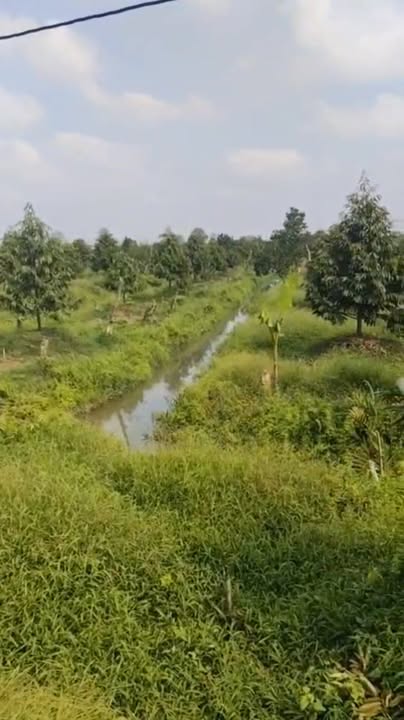 Bán Farm 12 Công Sầu Riêng Mỹ Trung 6 tỷ - Đầu tư sinh lời ngay!