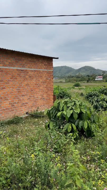 Đất Farm 1ha1 tại Cư Kuin, Đắk Lắk - Đầu tư lý tưởng chỉ 1 tỷ!