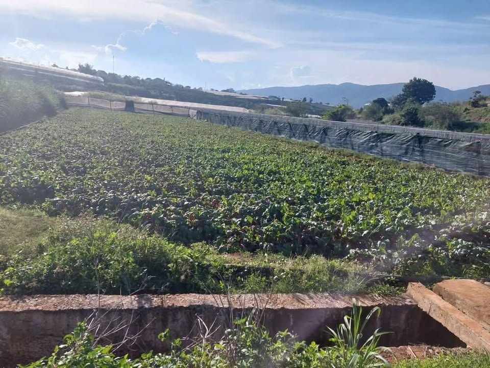 Đất nông nghiệp 1152m² tại xã Quảng Lập - Giá chỉ 950 triệu!