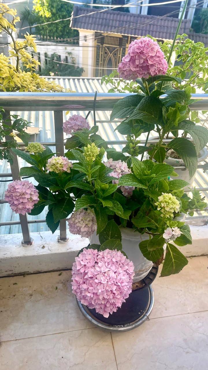 Đất hẻm 34 đường Ký Con, Pleiku 117.5m² giá chỉ 800 triệu - Cơ hội đầu tư hấp dẫn!