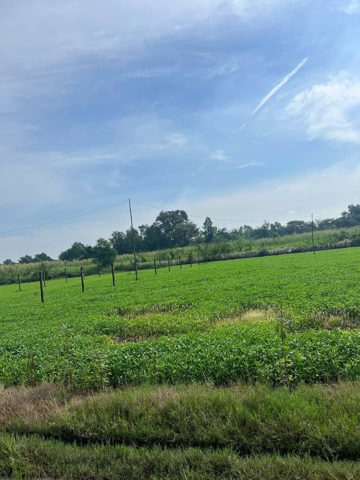 Đất nền Bình Mỹ Củ Chi 703m² giá 2.4 tỷ - Vị trí đẹp, tiềm năng lớn