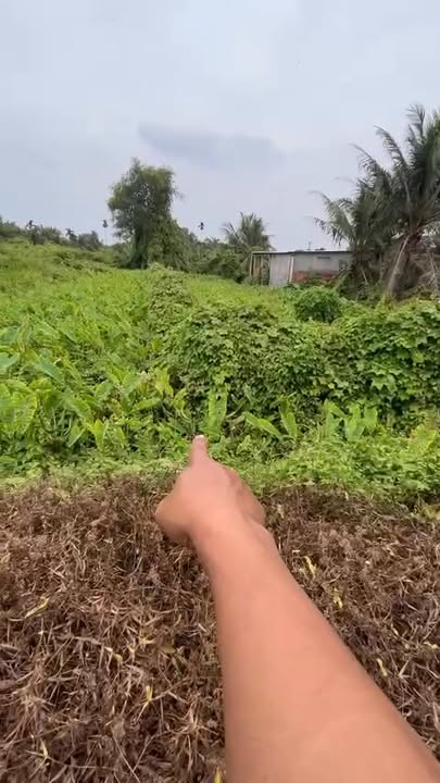 Đất vườn xã Trung An, Củ Chi 530m² giá 3.5 tỷ - Phù hợp xây dựng nhà ở