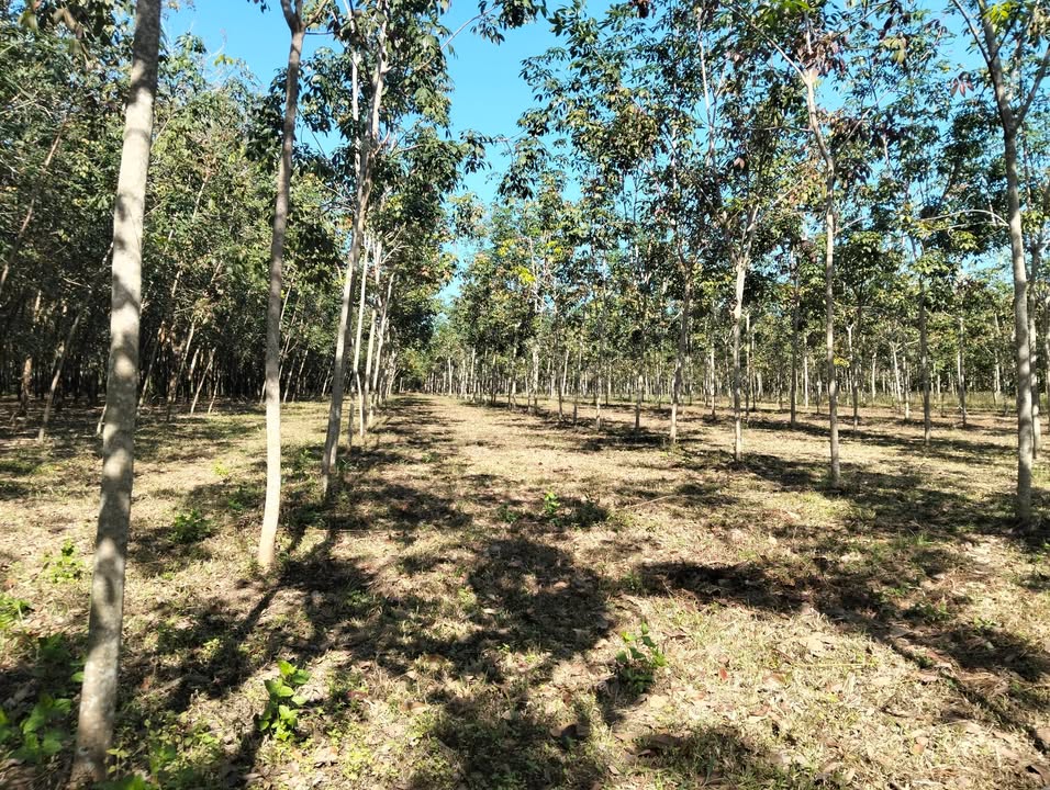 Đất nền 9 sào, Tân Tiến, Bù Đốp giá 1.05 tỷ - Sổ đỏ chính chủ, đường 3m