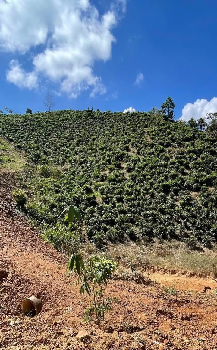 Đất nền 2 mặt tiền tại Đại Lào, Bảo Lộc 8640m² giá chỉ 1.2 tỷ - Đầu tư sinh lời ngay!