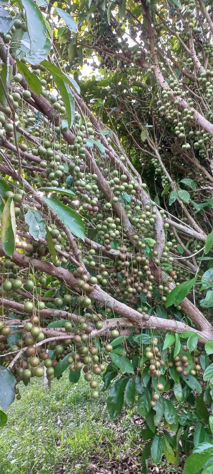 Đất nền Búng Gội, Phú Quốc 1700m² - Giá đầu tư hấp dẫn!