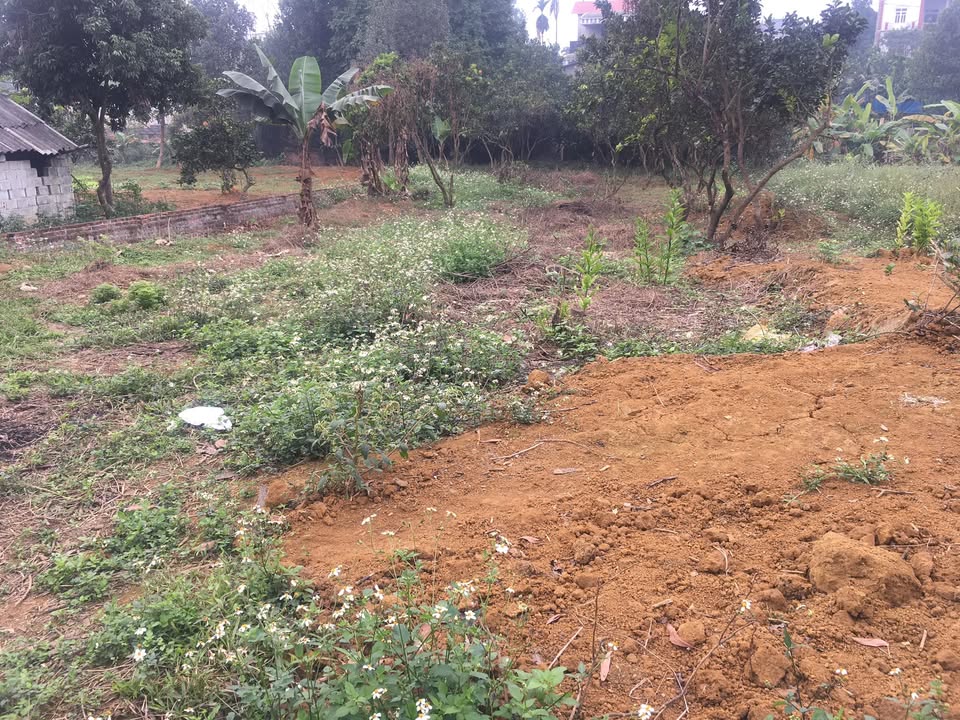 Đất thổ cư Phú Cát 482m² giá 10 triệu - Đầu tư sinh lời ngay!