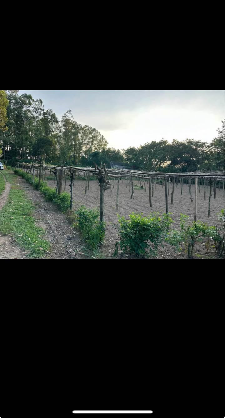 Đất Linh Sơn Thái Nguyên 2000m² giá 4.5 tỷ - 3 mặt tiền hiếm có!