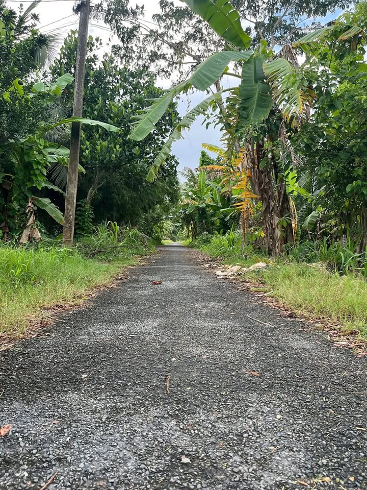 Đất mặt tiền ấp Rạch Rô 1, Nhị Long, Càng Long, Trà Vinh 3532m² - Giá thỏa thuận hấp dẫn!