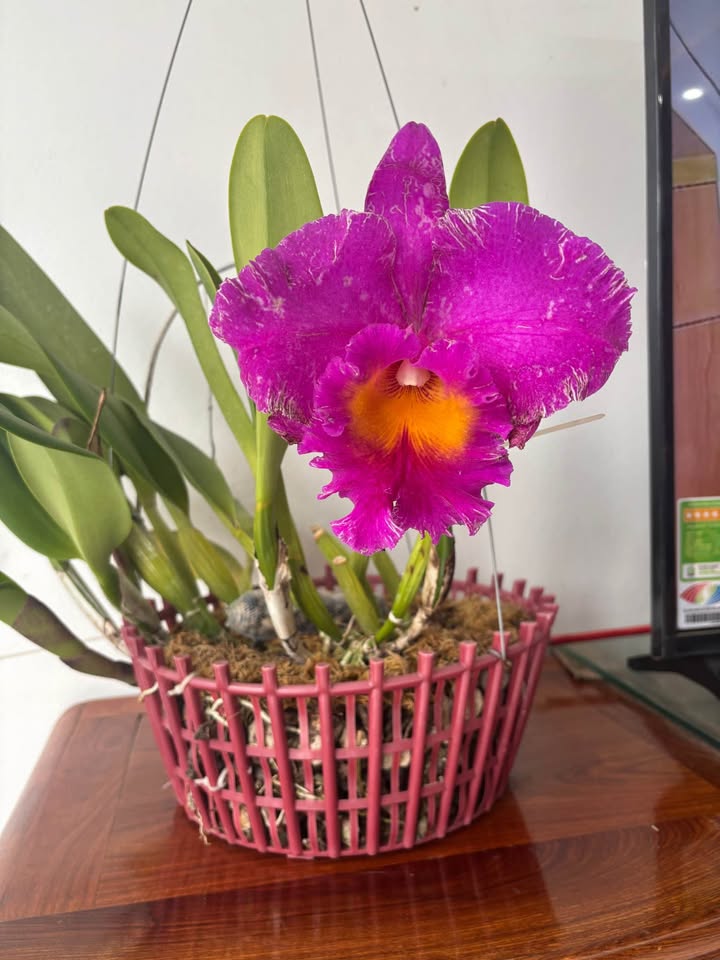 Nhà phố Lê Thánh Tông Thái Bình 81m² giá thỏa thuận - Đầu tư kinh doanh lý tưởng!