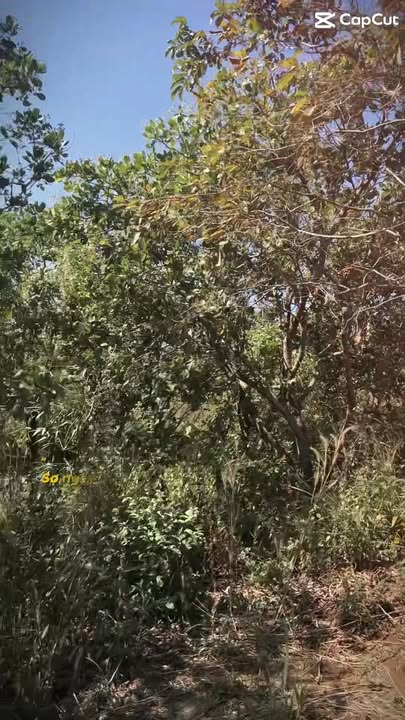 Đất nền 1.2ha tại xã Quảng Tân, huyện Tuy Đức - Giá chỉ 670 triệu!