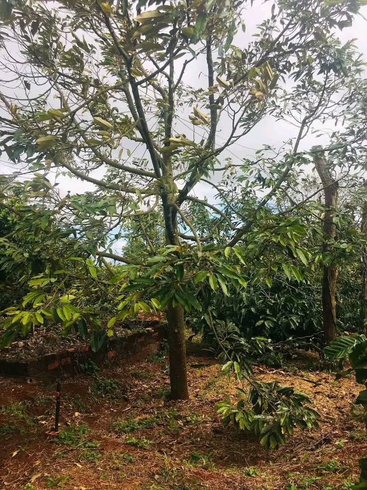 Farm 1ha tại Ea Ral, Đắk Lắk giá 3.7 tỷ - Tiềm năng đầu tư sinh lời!