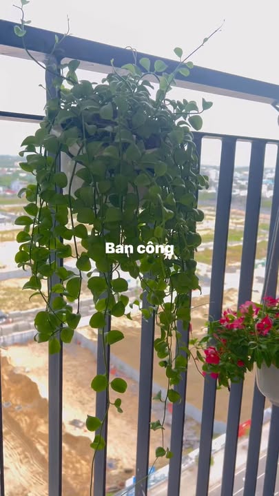 Căn hộ FPT Plaza 2 Đà Nẵng 68m² giá 12 triệu - Sẵn sàng vào ở ngay!