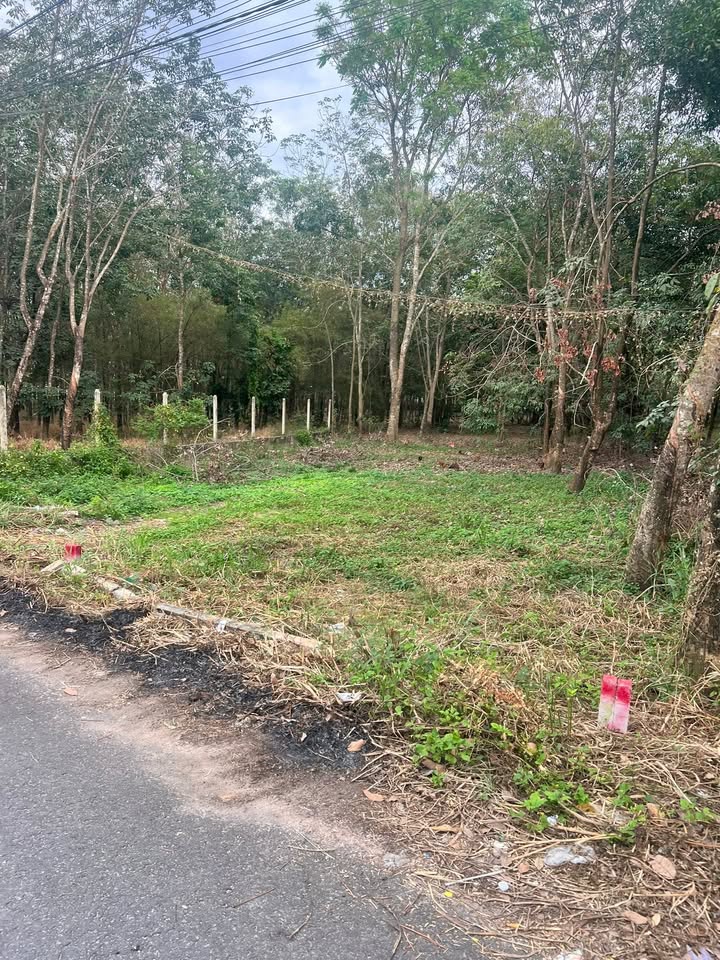 Đất nền 145m² đường 7B, Mỹ Phước, Bến Cát - Giá 1.4 tỷ VND - Xây dựng tự do!