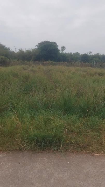 Đất nền Tân Xuân - Ba Tri 800m² giá 800 triệu - Cơ hội đầu tư tuyệt vời!