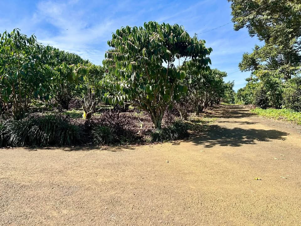 Đất nền Bảo Lộc 546m² giá 1.85 tỷ - Góc 2 mặt tiền đường nhựa