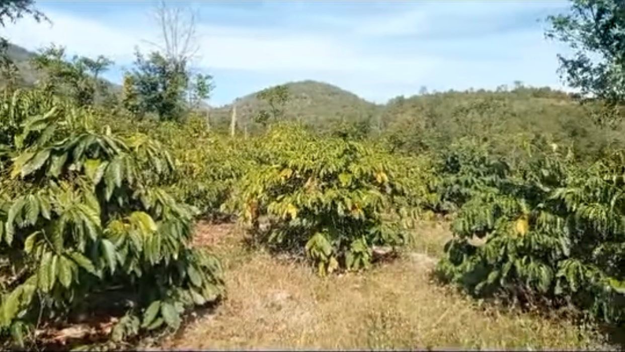 Đất rẫy tại xã Ia Nhin, Chư Păh - 5000m² giá 1.1 tỷ - Đầu tư sinh lời ngay!