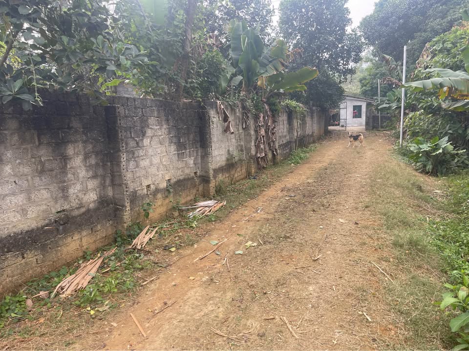 Đất nền Bảo Thanh, Phù Ninh 800m² chỉ 1.6 tỷ - Đầu tư sinh lời ngay!