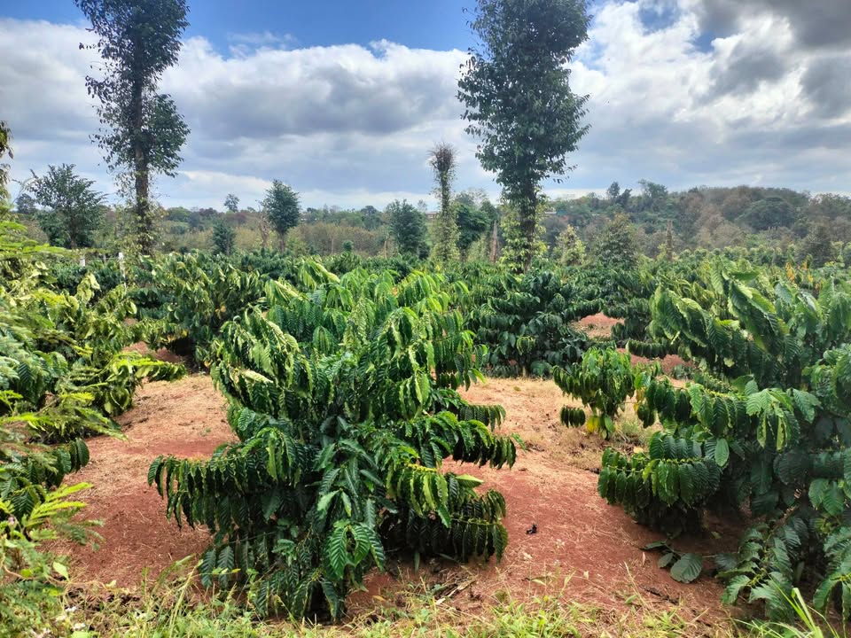 Đất nền chính chủ tại Quảng Hiệp, Cư M'gar 50.000m² giá 1.55 tỷ - Đầu tư sinh lời ngay!