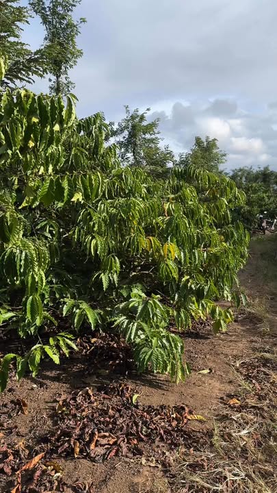 Đất nông nghiệp thôn 4, xã Ea Hu, 1548m² giá 1.08 tỷ - Cơ hội đầu tư tuyệt vời!