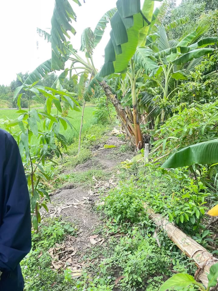 Đất Hựu Thạnh, Đức Hòa, Long An 100m² giá 550 triệu - Cơ hội đầu tư hấp dẫn!