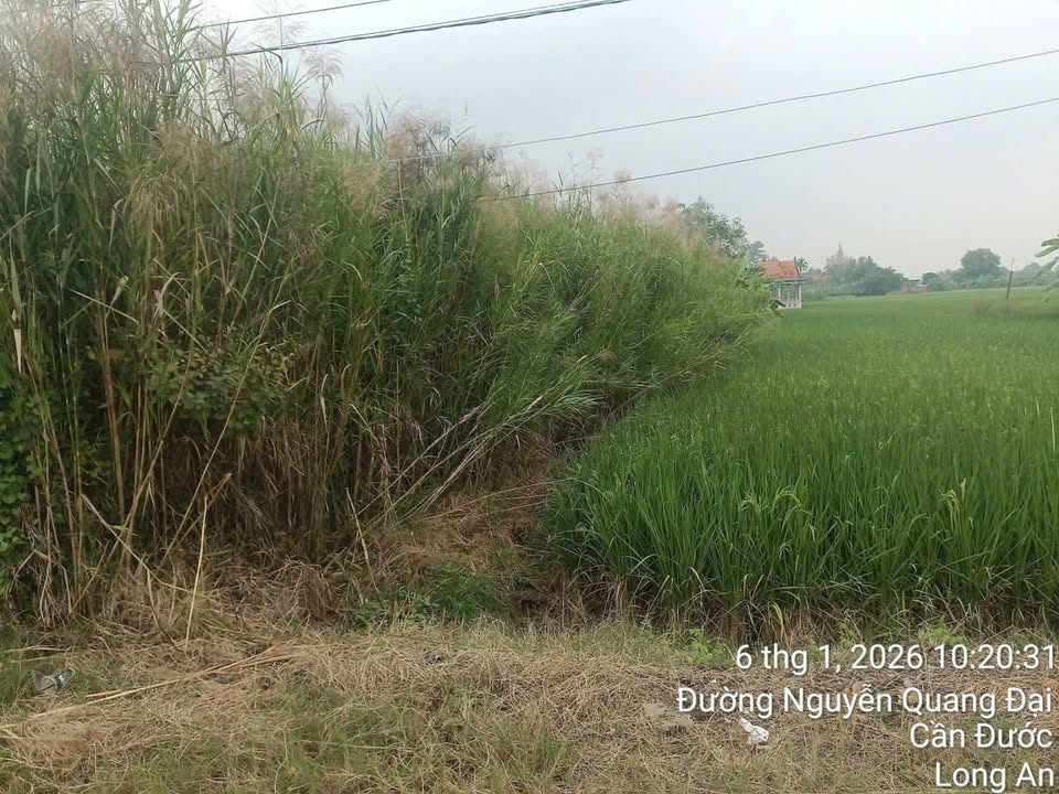 Đất thổ cư mặt tiền đường Nguyễn Quang Đại, xã Mỹ Lệ, 116m² giá 980 triệu - Cơ hội đầu tư hấp dẫn!