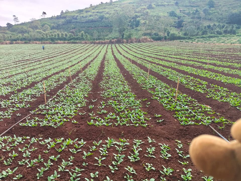 Đất nền Tân Hội, Đức Trọng 4.771m² chỉ 2.4 tỷ - Sổ hồng chính chủ!