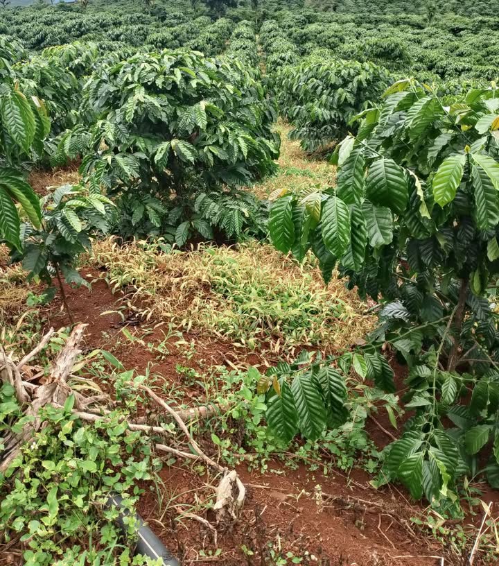 Đất nền 4.8ha tại Đinh Trang Thượng, Di Linh - Giá chỉ 1.392 tỷ VND!