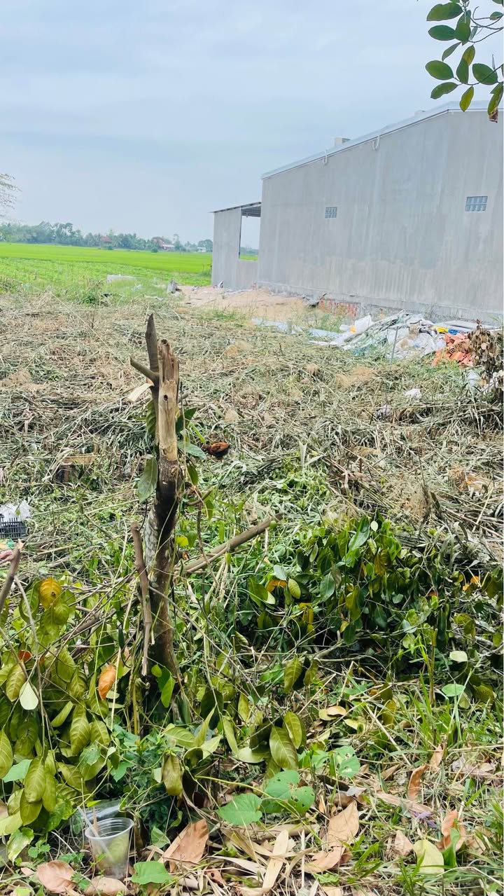 Đất nền và ruộng gần cầu Cả Oanh, xã Phương Trà, Cao Lãnh - Giá chỉ 1.2 tỷ!