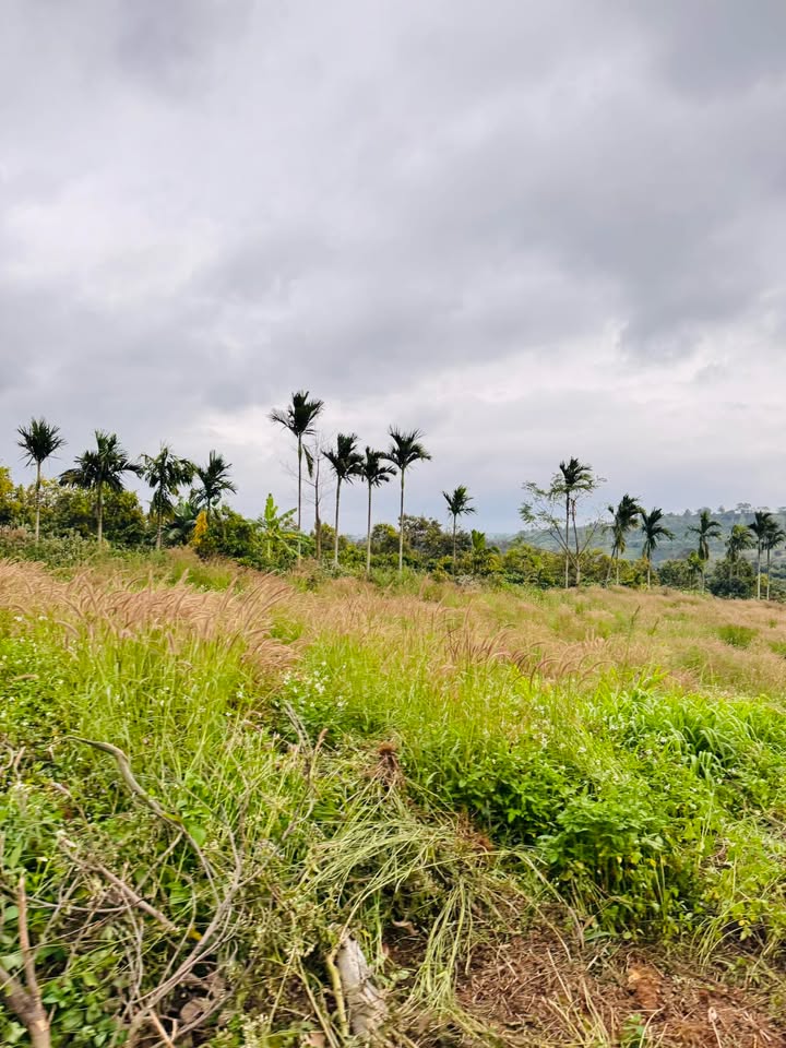 Đất Phú Lộc Krông Năng 156m² giá 280 triệu - Đầu tư sinh lời ngay!