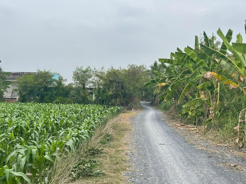 Đất trồng cây lâu năm tại Bình Nhì, Gò Công Tây, Tiền Giang 496.8m² - Giá chỉ 420 triệu!