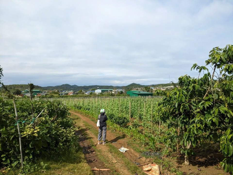 Đất nền Đà Loan, Đức Trọng 16000m² giá chỉ 500 triệu - Đầu tư sinh lời ngay!