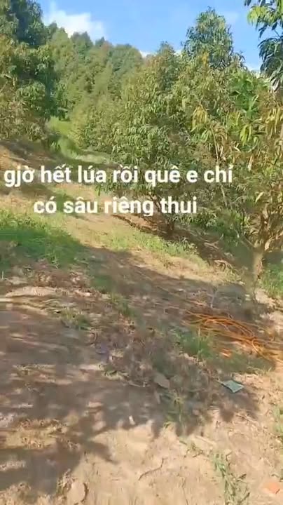 Đất nền 30,000m² xã Mỹ Đức, Đạ Tẻh giá chỉ 2.1 tỷ - Cơ hội đầu tư hấp dẫn!