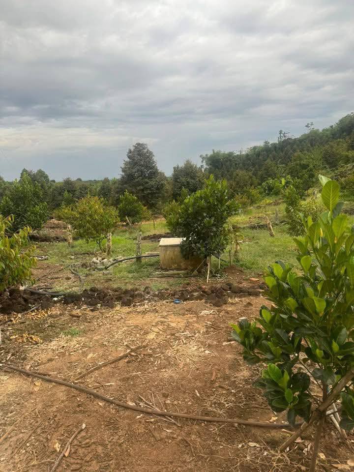 Farm 4.000m² tại Phú Lộc, Tân Phú - Giá 1.999 tỷ, Tiềm năng phát triển!