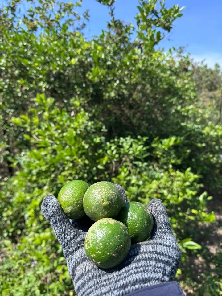 Đất vườn nghỉ dưỡng tại Vĩnh Tân 1200m² giá 1.05 tỷ - Cơ hội đầu tư hấp dẫn!