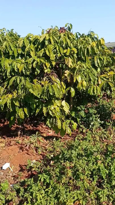 Đất nông nghiệp 2250m² tại xã Ia Băng, Đăk Đoa - Giá chỉ 2.625 tỷ!