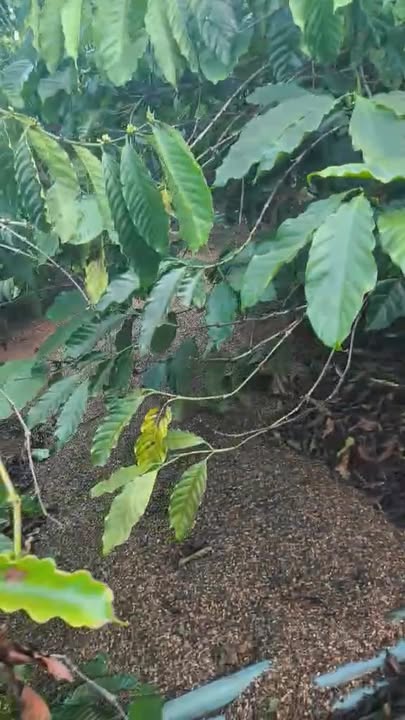 Đất nền Ia Hrung 5000m² - Mặt tiền đường bê tông, cơ hội đầu tư tuyệt vời!