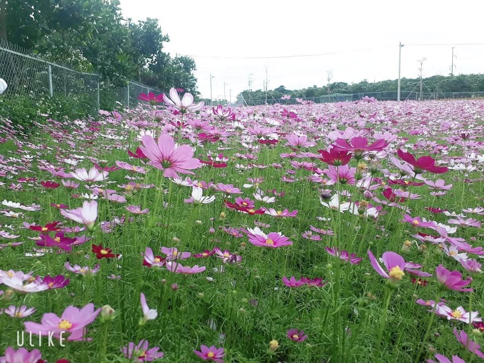 Đất vườn Lộc Phú 1ha giá 2.45 tỷ - Cơ hội đầu tư không thể bỏ lỡ!