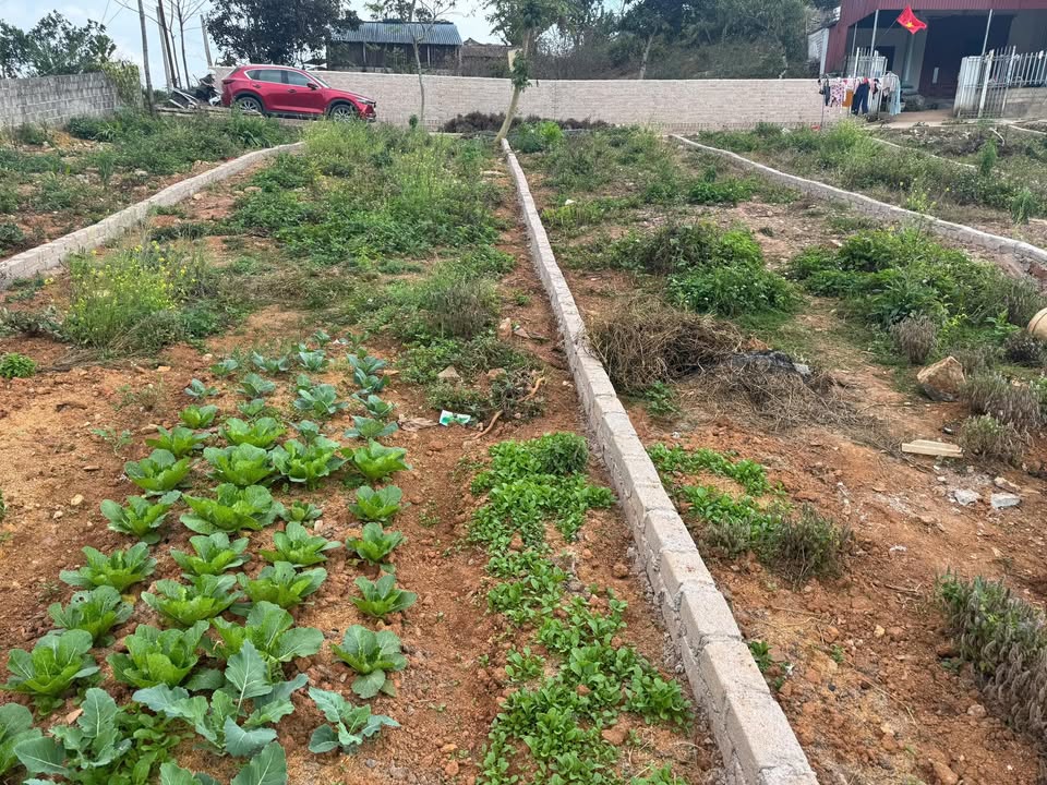 Đất nền Thảo Nguyên Mộc Châu 115m² giá 1.5 tỷ - Sổ đỏ chính chủ, đầu tư sinh lời!