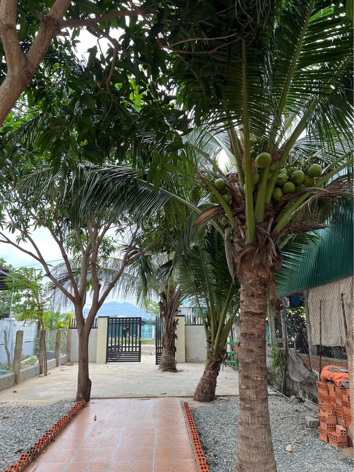 Nhà vườn gần biển Ninh Chử 500m² giá 1 tỷ - Cơ hội vàng cho nghỉ dưỡng!