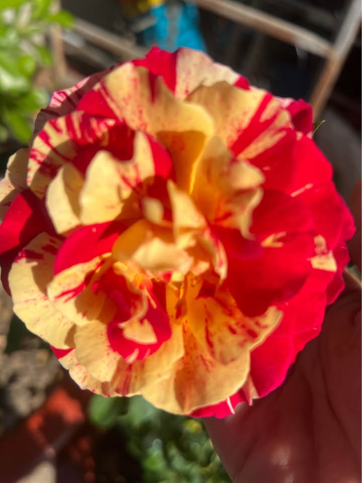 Đất nền Thạnh Tân, Bình Minh, Tây Ninh 150m² giá chỉ từ 200 triệu - Cơ hội đầu tư hấp dẫn!