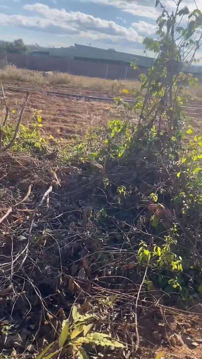 Đất thổ cư Đăk Hring 297.6m² giá 3xx triệu - Cơ hội đầu tư tuyệt vời!