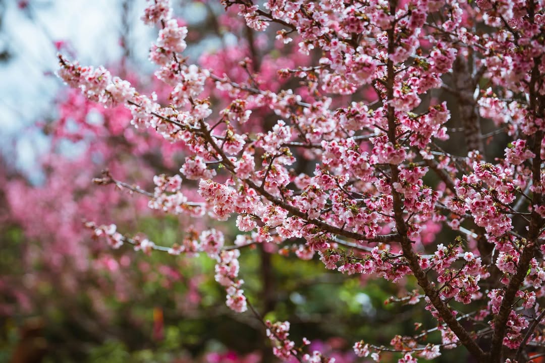 Bán đất thổ cư thôn 3 Đăk Cấm, 225m² chỉ 600 triệu - Đường bê tông, tiện ích đầy đủ