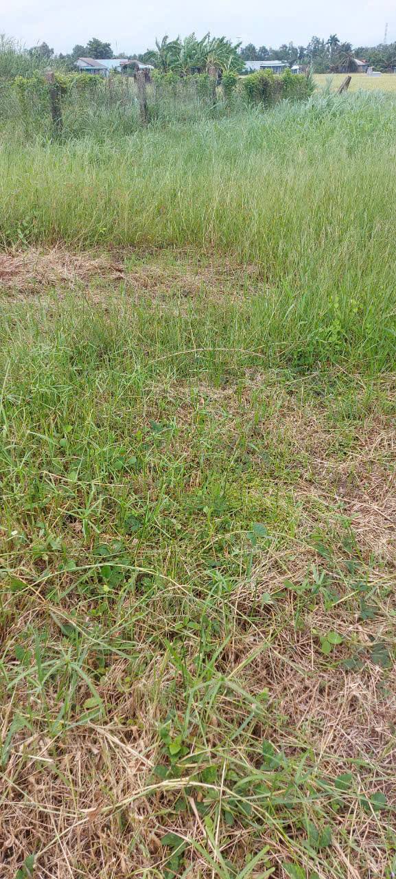 Đất nền mặt tiền đường Nhựt Chánh, Bến Lức 150m² giá 1.5 tỷ - Sổ hồng chính chủ