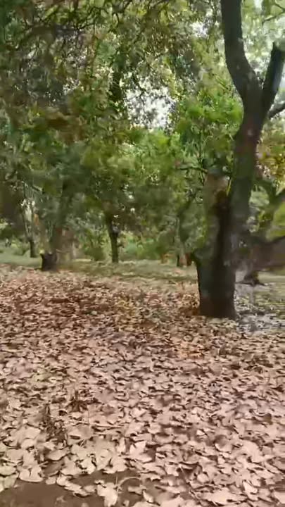 Bán đất Phú Trung, Phú Riềng 30.000m² giá 3 tỷ - Cơ hội đầu tư hấp dẫn!