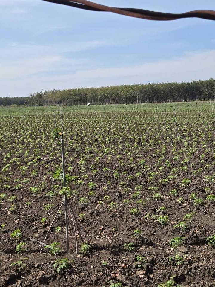 Đất Tân Hội, Tân Châu, Tây Ninh 46.000m² giá 7.76 tỷ - Cơ hội đầu tư hấp dẫn!