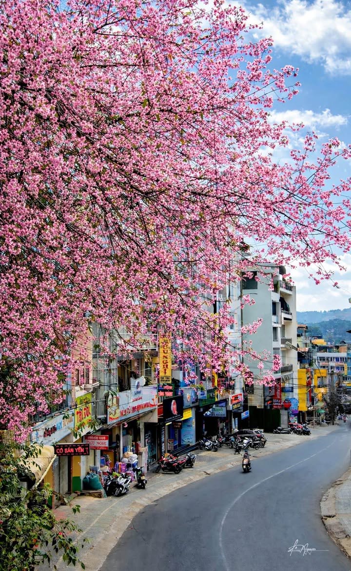 Cho thuê biệt thự Đà Lạt 150m² giá 10 triệu - Sân vườn rộng rãi!