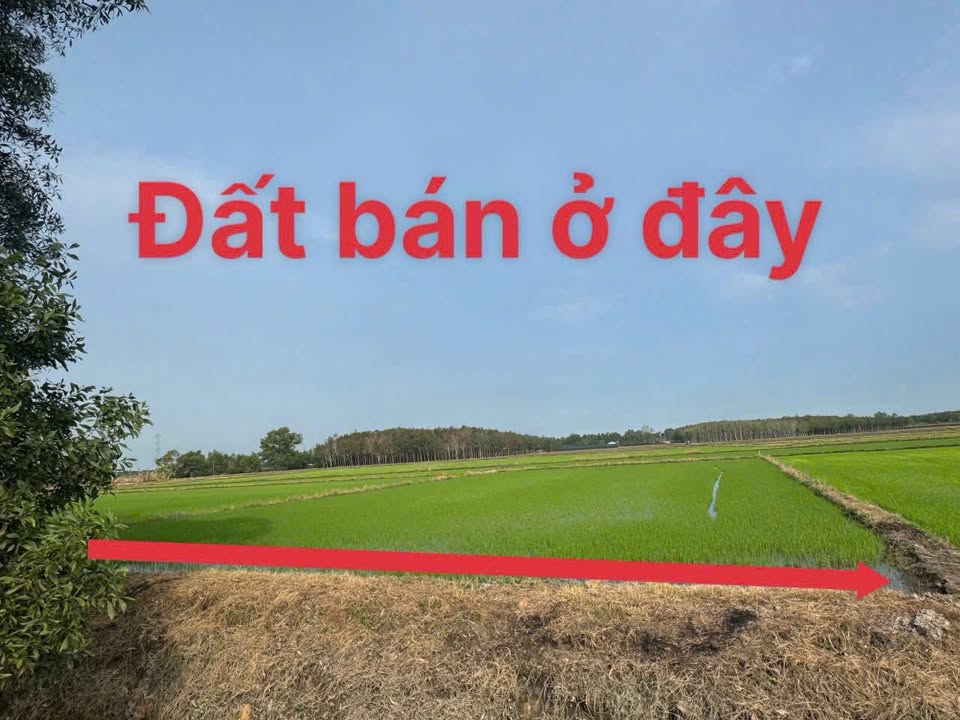 Đất vườn An Nhơn Tây Củ Chi 1322m² giá 690 triệu - Cơ hội đầu tư tuyệt vời!